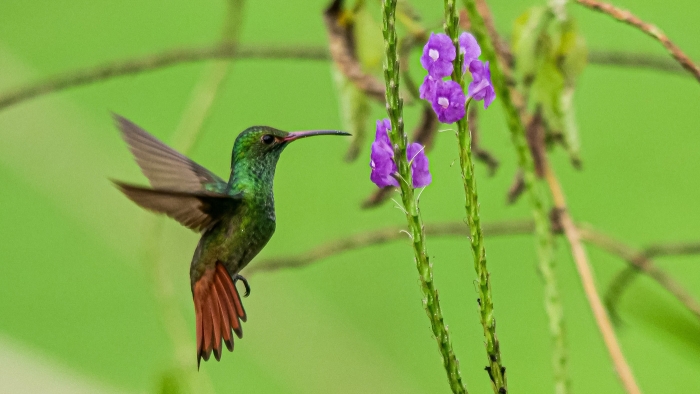 Soyons des colibris, mais aussi des early birds !