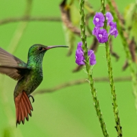 Soyons des colibris, mais aussi des early birds !